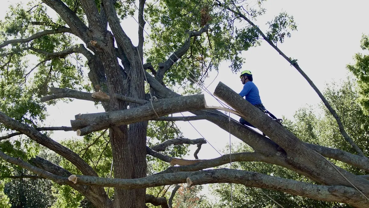 Professional Hazardous Tree Removal performed by certified arborists in Allen