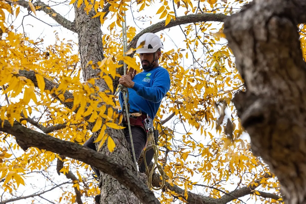 Skilled Tree Trimming crew working in Allen